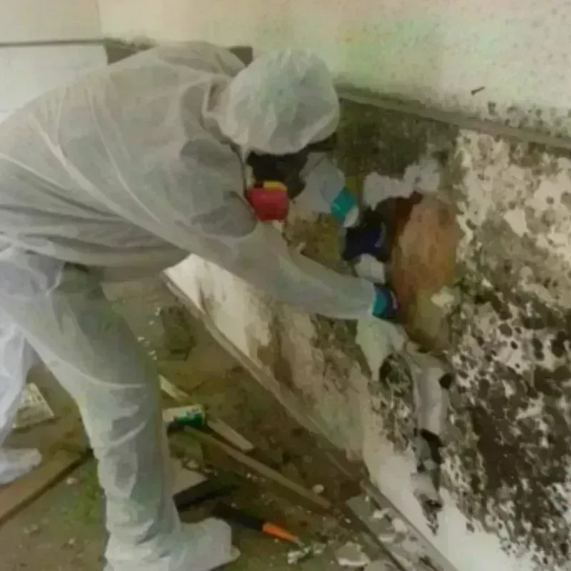 Mold Remediation and Removal in Brooks, ME